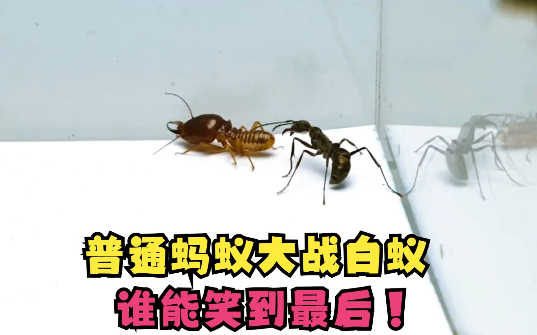 死磕到底，激烈角逐谁能笑到最后的简单介绍